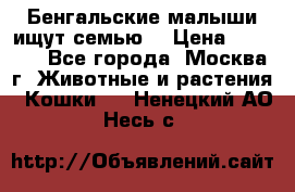 Бенгальские малыши ищут семью) › Цена ­ 5 500 - Все города, Москва г. Животные и растения » Кошки   . Ненецкий АО,Несь с.